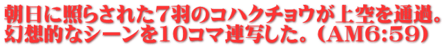 朝日に照らされた７羽のコハクチョウが上空を通過。 幻想的なシーンを10コマ連写した。（AM6:59）