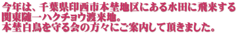 今年は、千葉県印西市本埜地区にある水田に飛来する 関東随一ハクチョウ渡来地。 本埜白鳥を守る会の方々にご案内して頂きました。