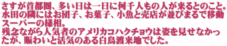 さすが首都圏、多い日は一日に何千人もの人が来るとのこと。 水田の隣にはお団子、お菓子、小魚と売店が並びまるで移動 スーパーの様相。 残念ながら人気者のアメリカコハクチョウは姿を見せなかっ たが、賑わいと活気のある白鳥渡来地でした。