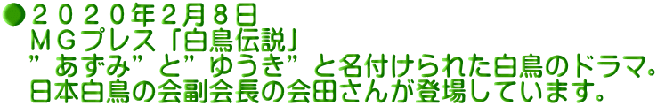 ●２０２０年２月８日 　ＭＧプレス「白鳥伝説」 　”あずみ”と”ゆうき”と名付けられた白鳥のドラマ。 　日本白鳥の会副会長の会田さんが登場しています。